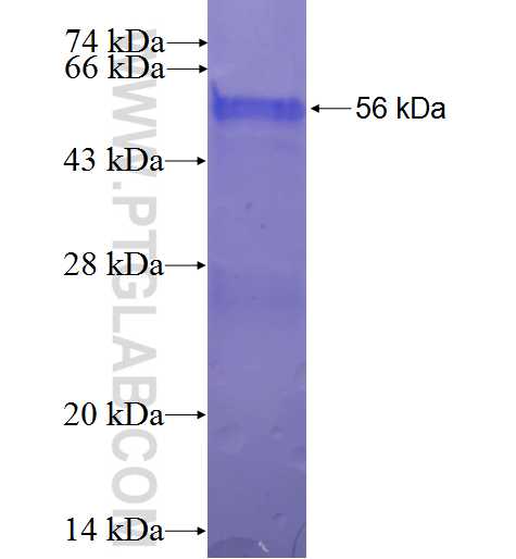 DUS2L fusion protein Ag23831 SDS-PAGE