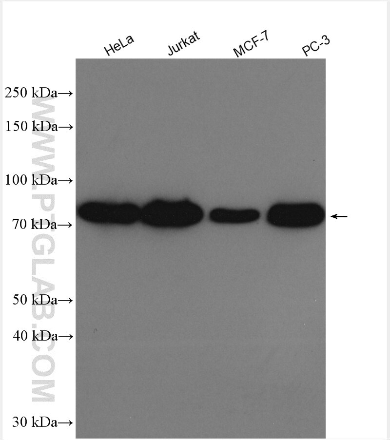 Western Blot (WB) analysis of various lysates using DUS3L Polyclonal antibody (15643-1-AP)