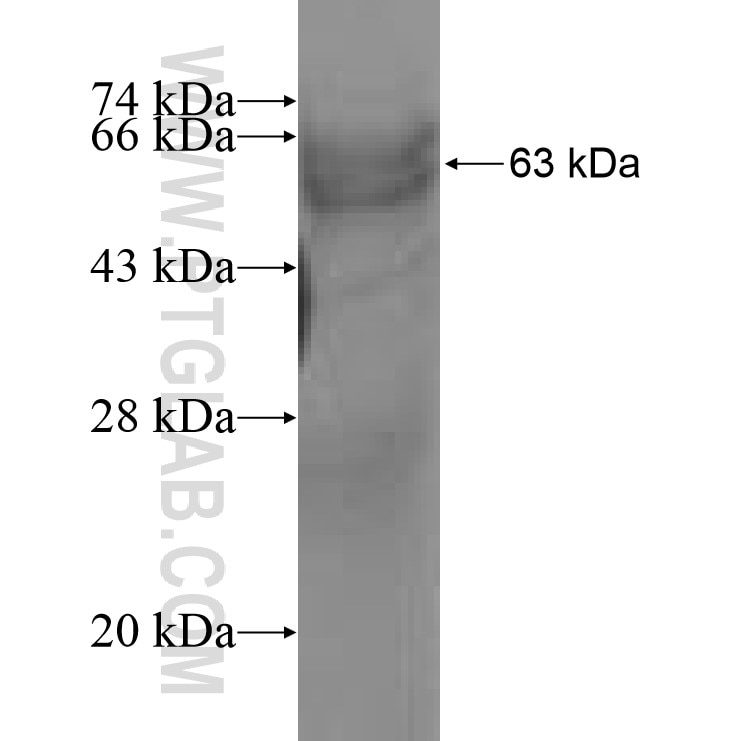 DUS3L fusion protein Ag8142 SDS-PAGE