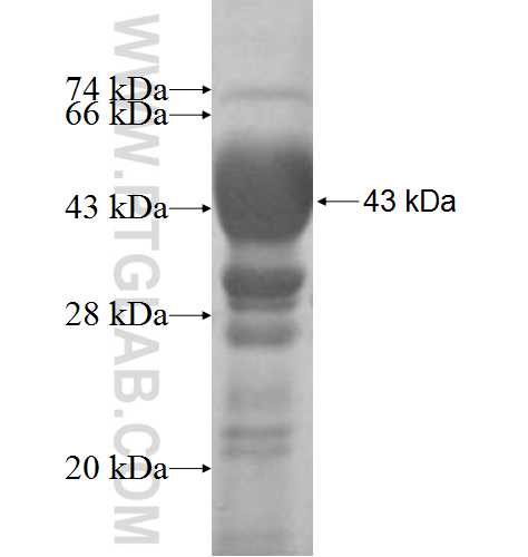 DUS3L fusion protein Ag8235 SDS-PAGE