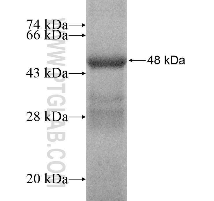 DUS4L fusion protein Ag16145 SDS-PAGE