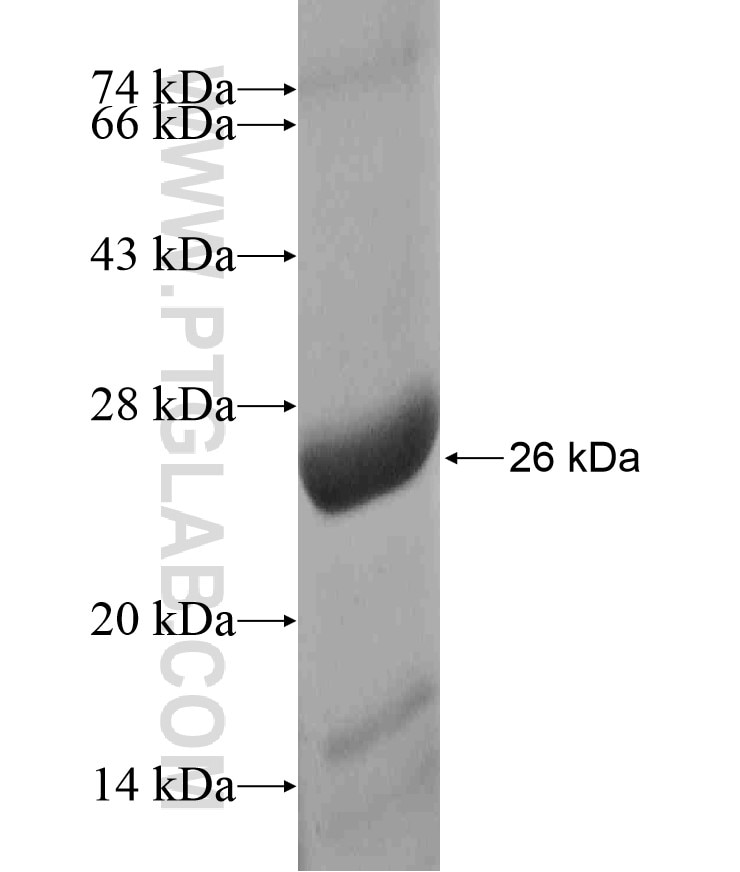DUS4L fusion protein Ag17502 SDS-PAGE