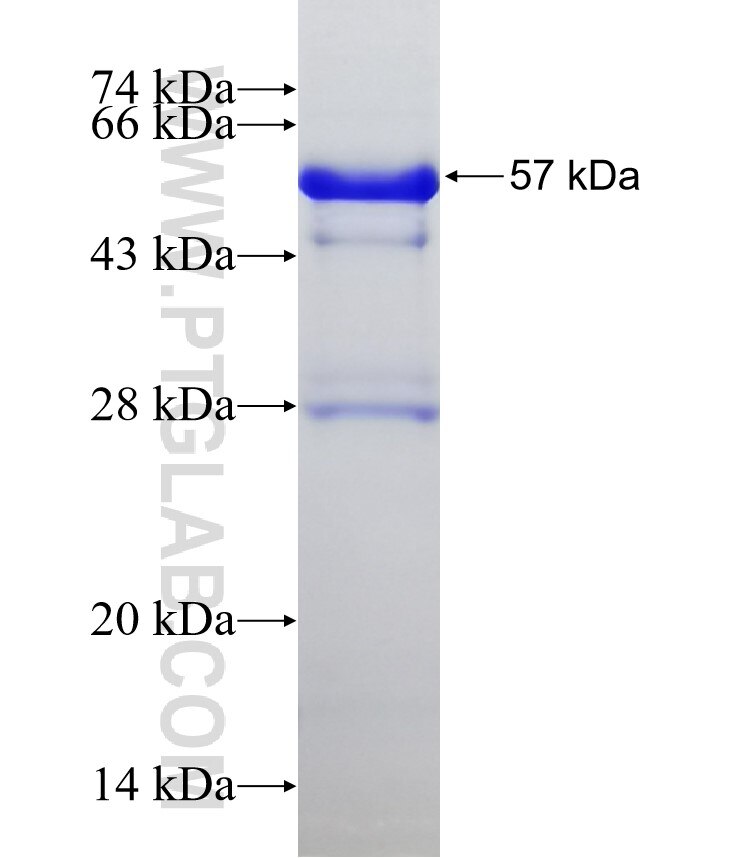 DUSP10 fusion protein Ag32718 SDS-PAGE