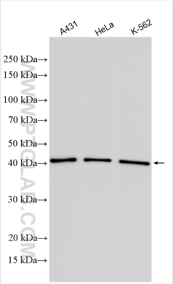 Western Blot (WB) analysis of various lysates using DUSP11 Polyclonal antibody (10204-2-AP)