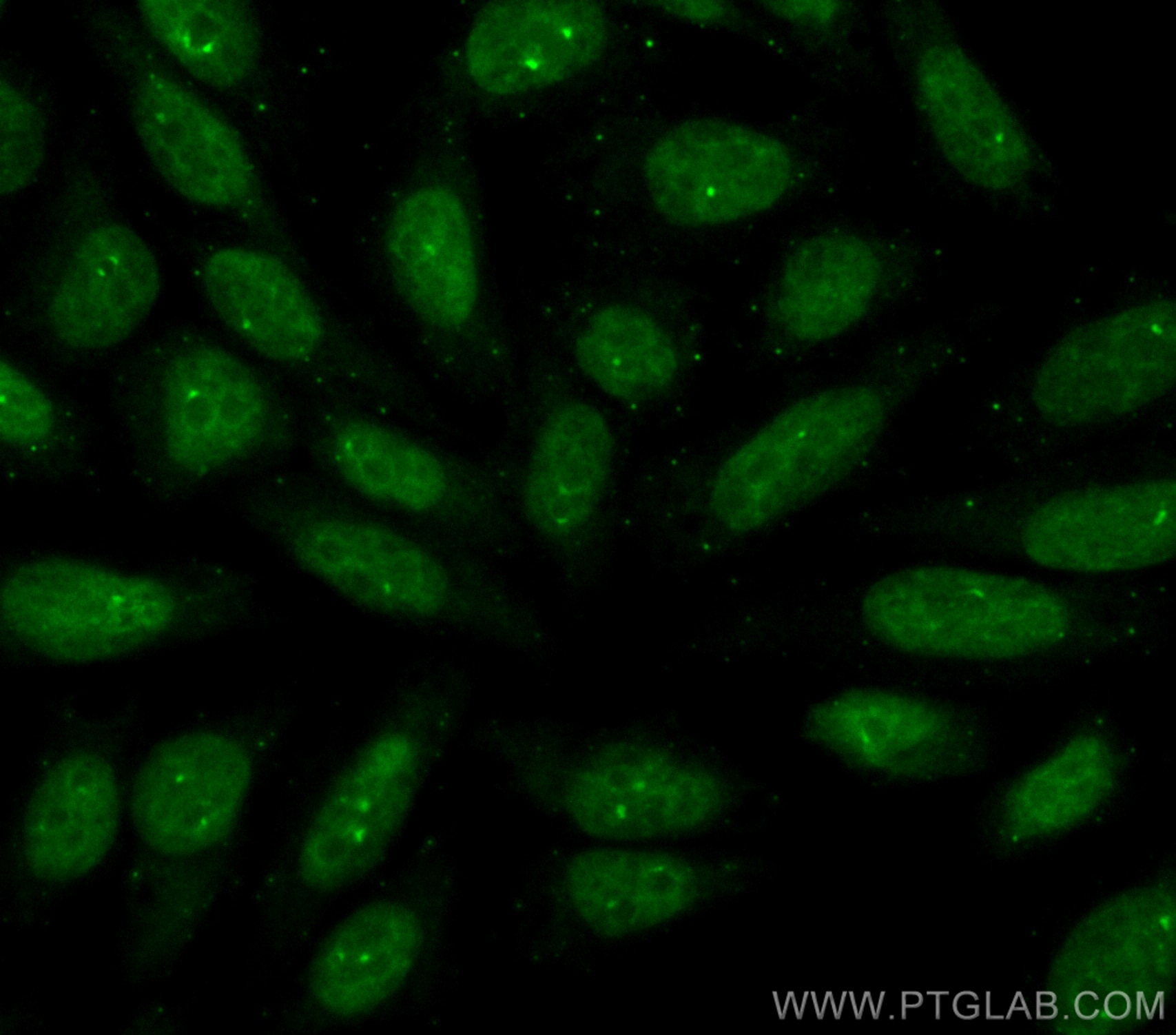 Immunofluorescence (IF) / fluorescent staining of HepG2 cells using CoraLite® Plus 488-conjugated DUSP11 Polyclonal an (CL488-10204)