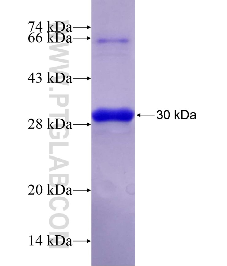 DUSP11 fusion protein Ag29130 SDS-PAGE