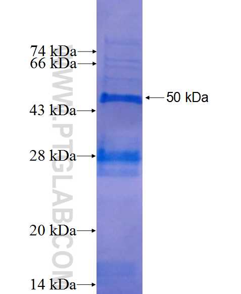 DUSP11 fusion protein Ag0276 SDS-PAGE