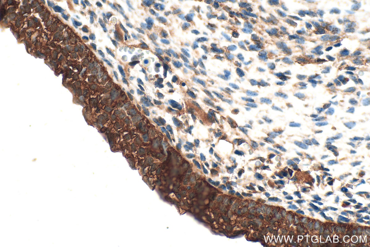 Immunohistochemistry (IHC) staining of mouse embryo tissue using DUSP12 Polyclonal antibody (15667-1-AP)