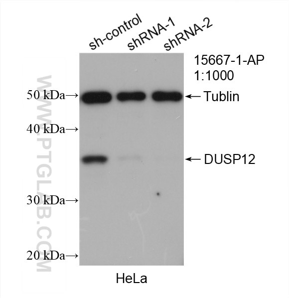 Western Blot (WB) analysis of HeLa cells using DUSP12 Polyclonal antibody (15667-1-AP)