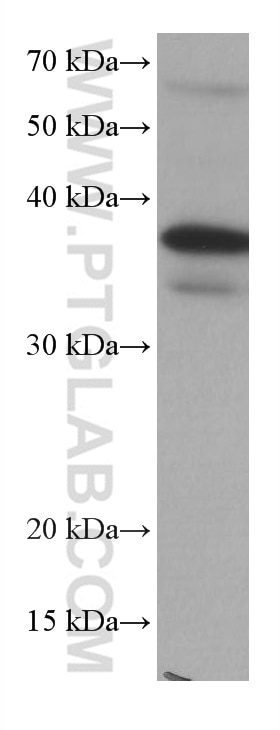 Western Blot (WB) analysis of HEK-293 cells using DUSP12 Monoclonal antibody (67101-1-Ig)