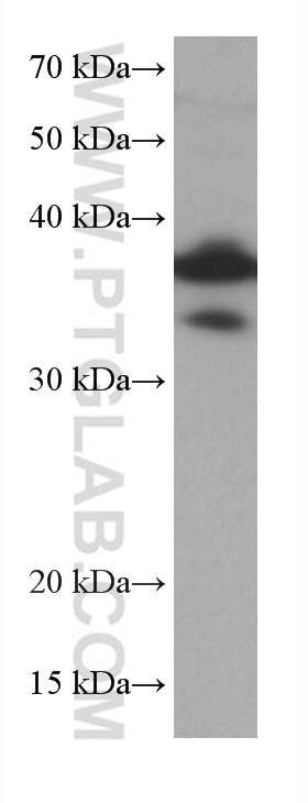 Western Blot (WB) analysis of HeLa cells using DUSP12 Monoclonal antibody (67101-1-Ig)