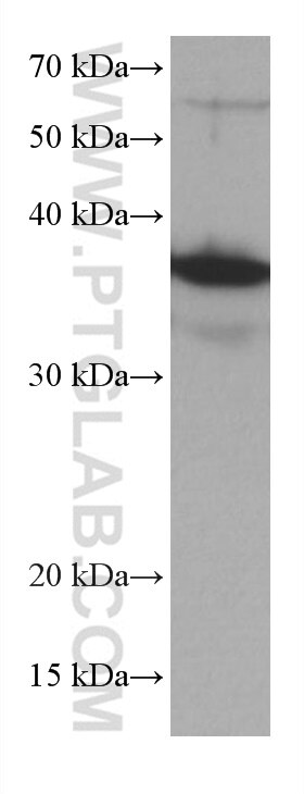 Western Blot (WB) analysis of HepG2 cells using DUSP12 Monoclonal antibody (67101-1-Ig)