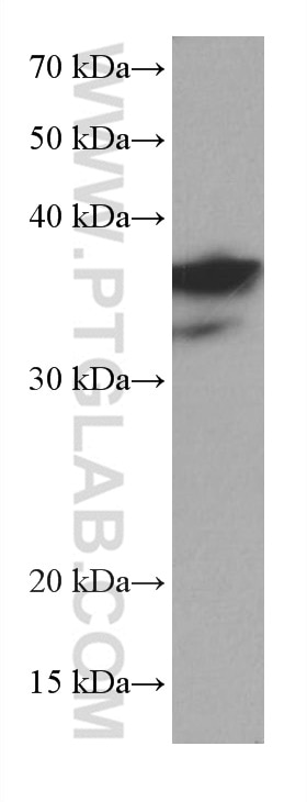 Western Blot (WB) analysis of THP-1 cells using DUSP12 Monoclonal antibody (67101-1-Ig)