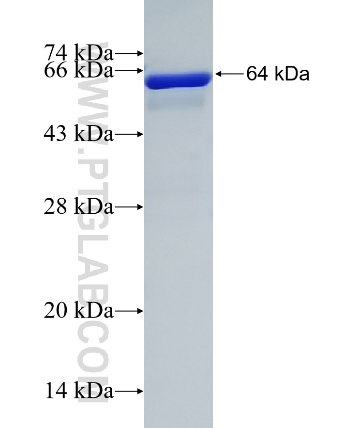 DUSP12 fusion protein Ag8131 SDS-PAGE