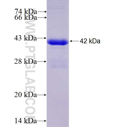 DUSP12 fusion protein Ag8241 SDS-PAGE