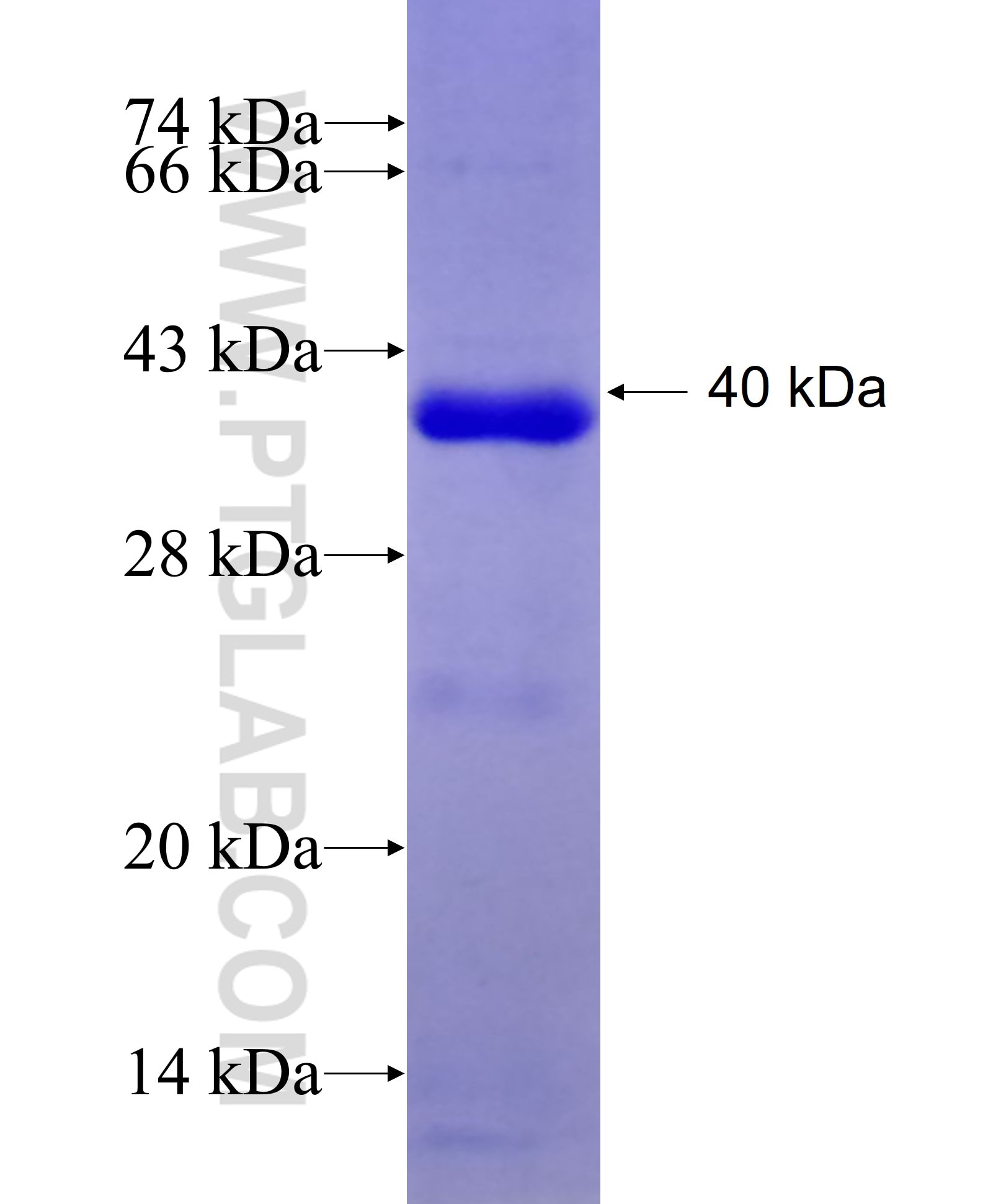 DUSP12 fusion protein Ag8241 SDS-PAGE