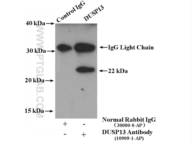 Immunoprecipitation (IP) experiment of mouse testis tissue using DUSP13 Polyclonal antibody (10909-1-AP)
