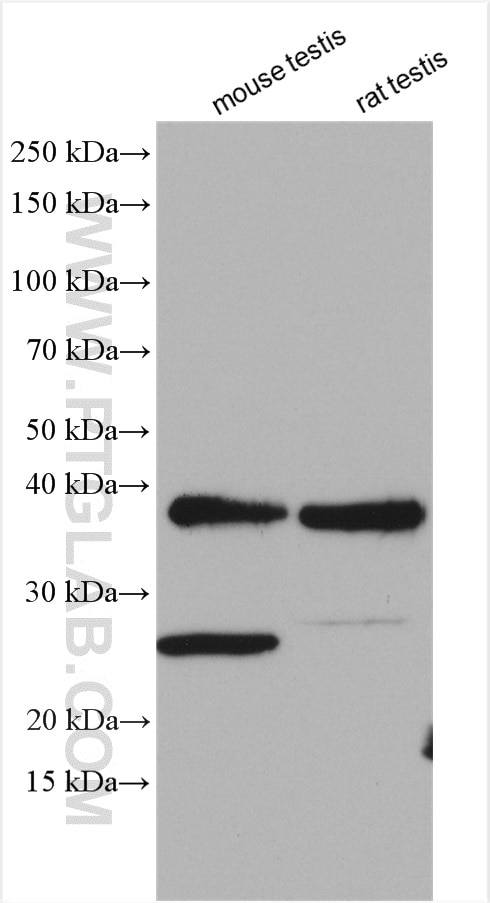 Western Blot (WB) analysis of various lysates using DUSP13 Polyclonal antibody (10909-1-AP)