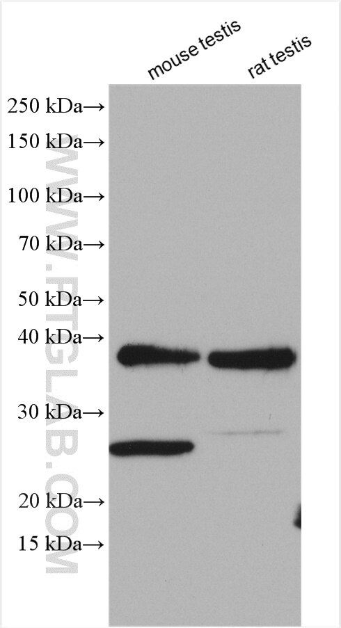 Western Blot (WB) analysis of various lysates using DUSP13 Polyclonal antibody (10909-1-AP)