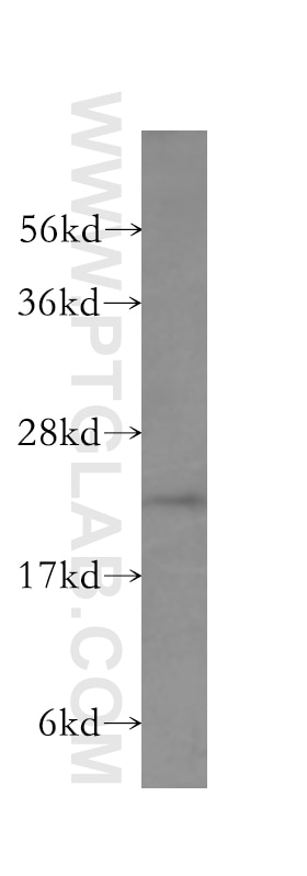 Western Blot (WB) analysis of mouse testis tissue using DUSP13 Polyclonal antibody (10909-1-AP)