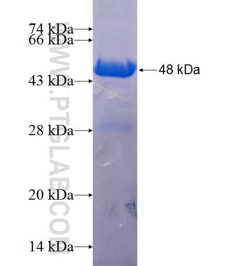 DUSP13 fusion protein Ag1348 SDS-PAGE