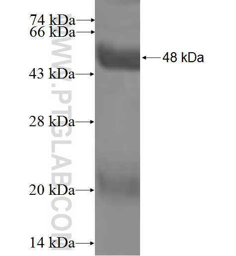 DUSP14 fusion protein Ag0228 SDS-PAGE