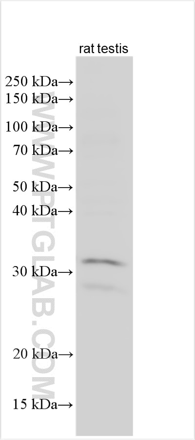Western Blot (WB) analysis of various lysates using DUSP15 Polyclonal antibody (14629-1-AP)
