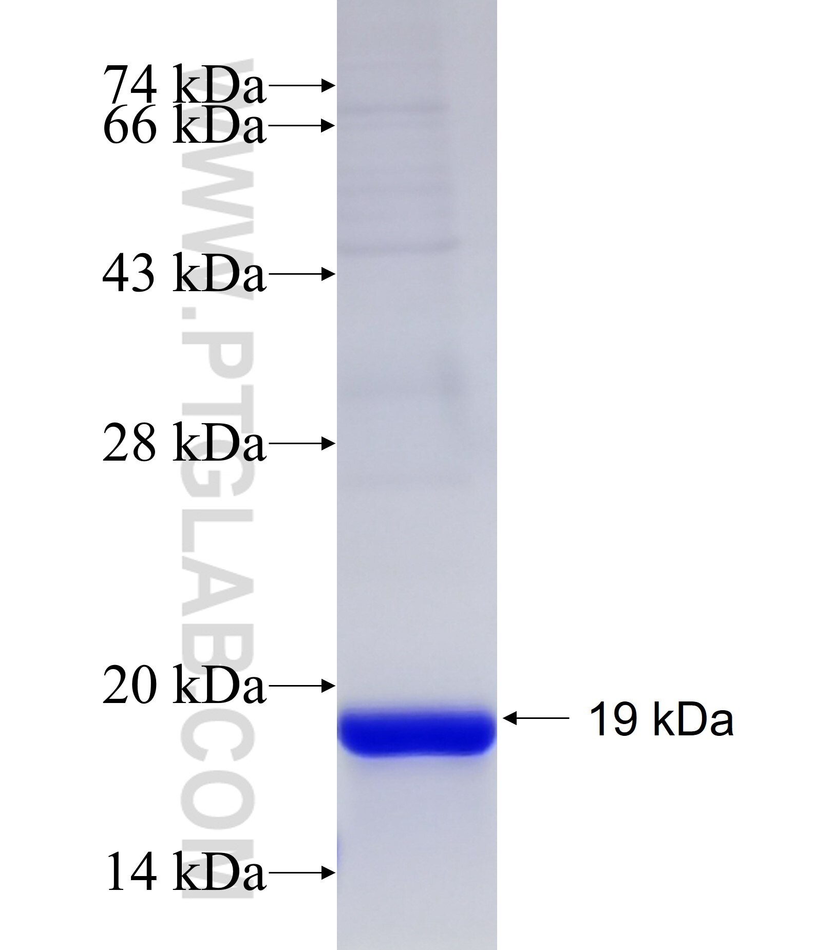 DUSP15 fusion protein Ag27771 SDS-PAGE