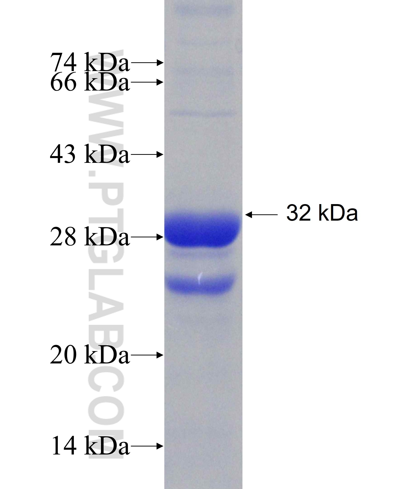 DUSP15 fusion protein Ag6308 SDS-PAGE