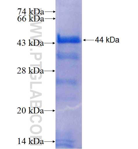 DUSP16 fusion protein Ag5566 SDS-PAGE