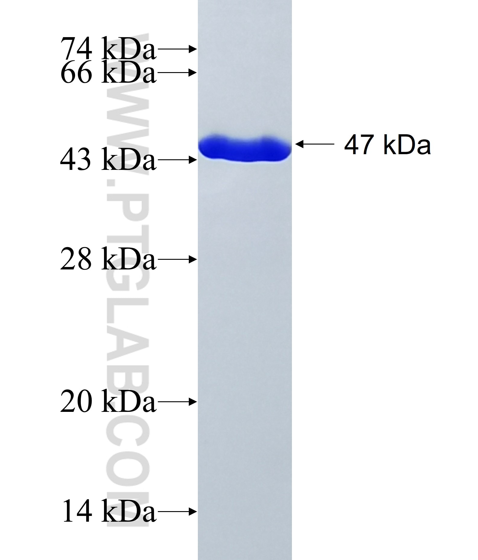 DUSP18 fusion protein Ag39857 SDS-PAGE