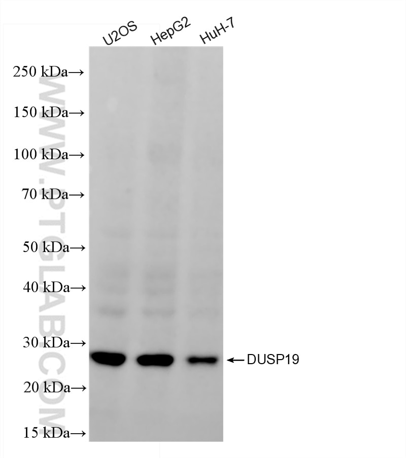 Western Blot (WB) analysis of various lysates using DUSP19 Recombinant antibody (86354-1-RR)