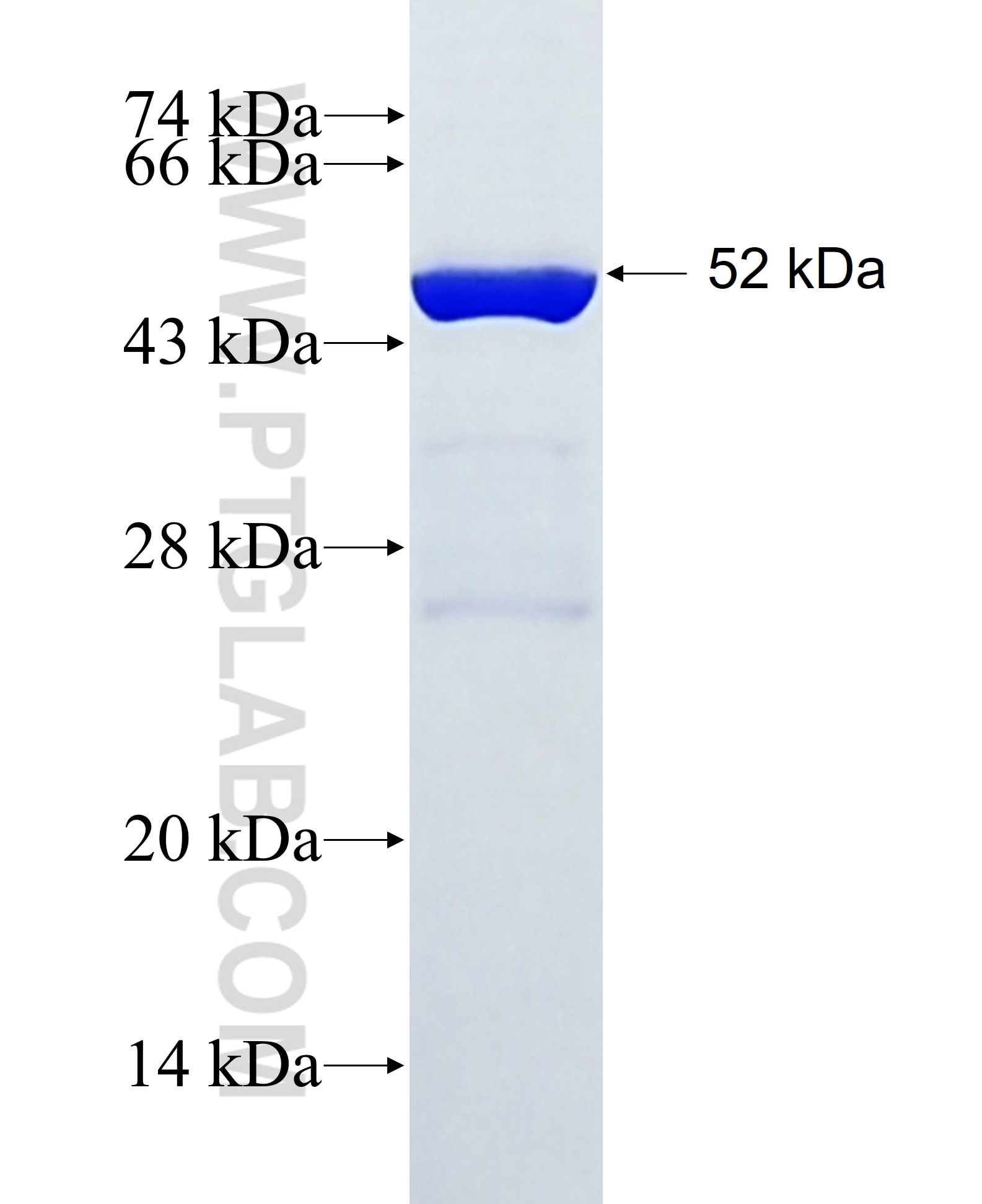 DUSP19 fusion protein Ag3611 SDS-PAGE