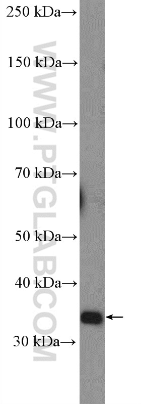 Western Blot (WB) analysis of HeLa cells using DUSP2 Polyclonal antibody (27327-1-AP)