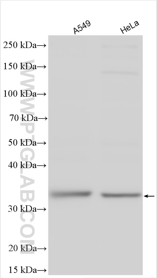 Western Blot (WB) analysis of various lysates using DUSP2 Polyclonal antibody (27327-1-AP)