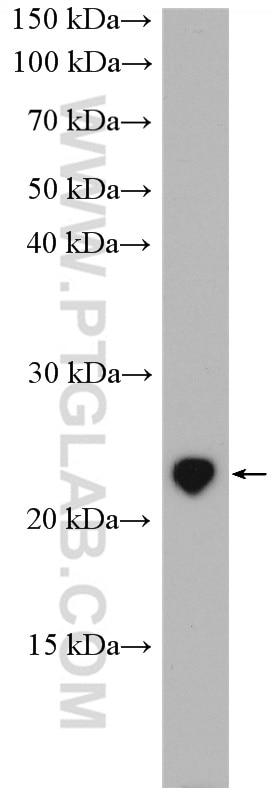 Western Blot (WB) analysis of mouse heart tissue using DUSP22 Polyclonal antibody (16514-1-AP)