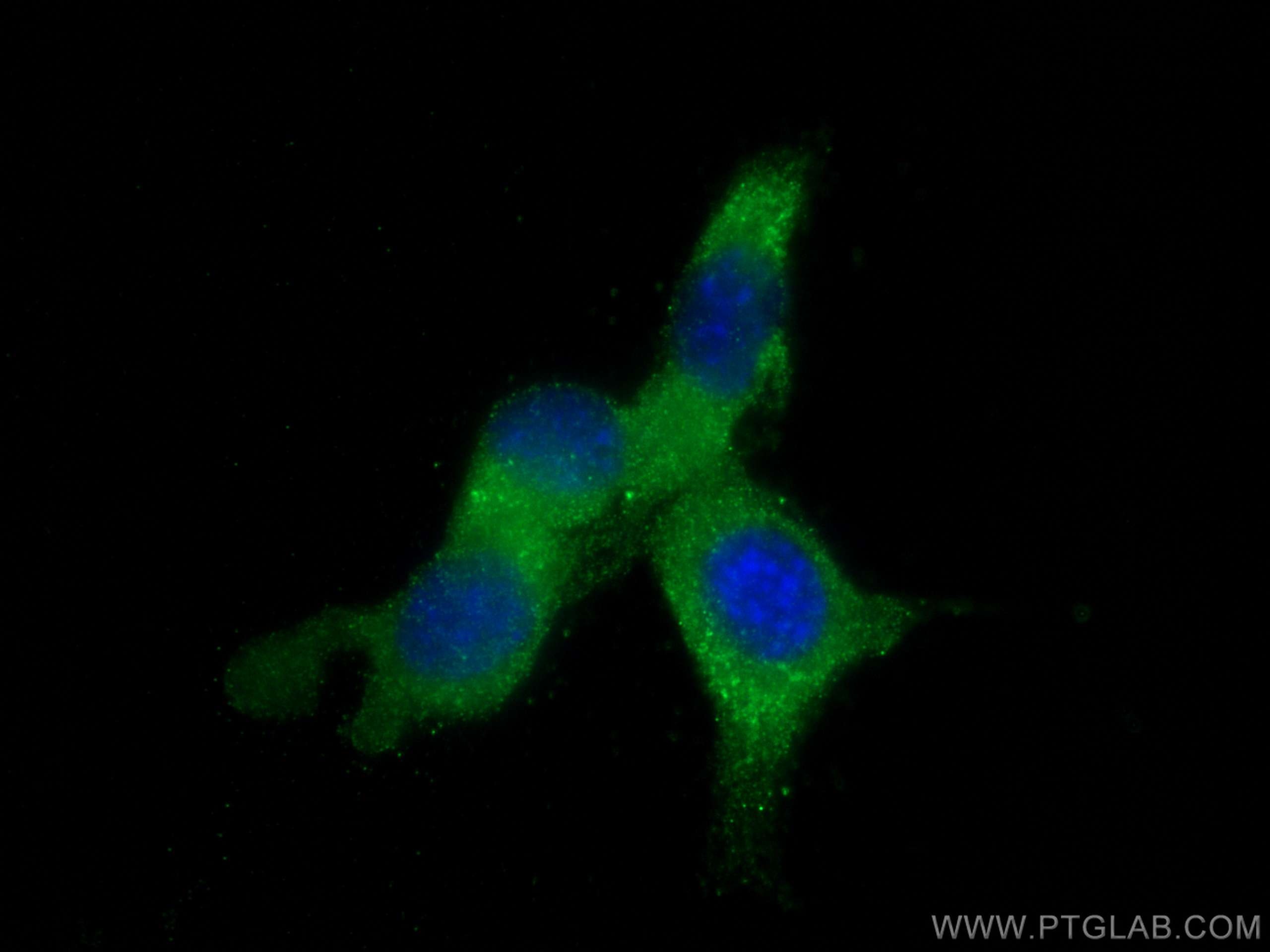 Immunofluorescence (IF) / fluorescent staining of NIH/3T3 cells using DUSP22 Monoclonal antibody (68032-1-Ig)