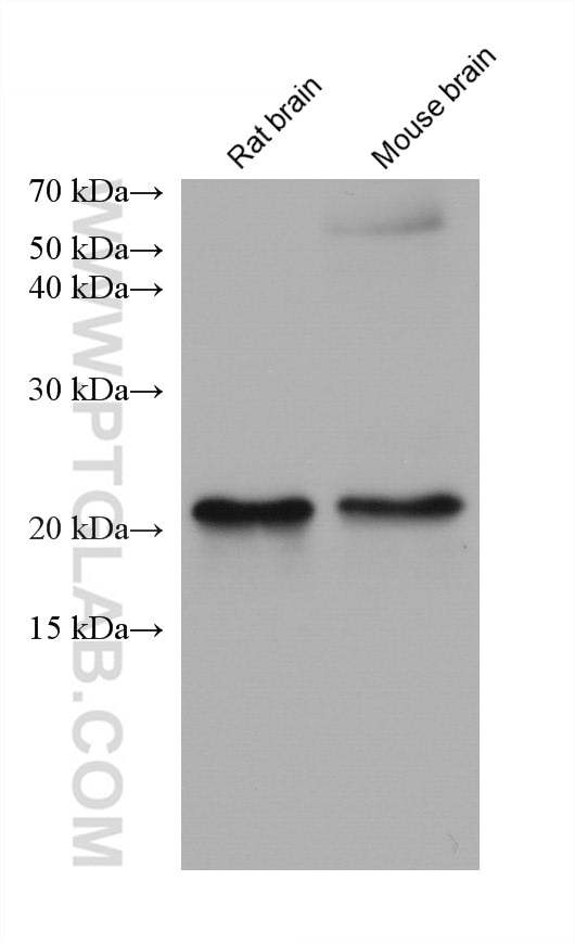 Western Blot (WB) analysis of various lysates using DUSP22 Monoclonal antibody (68032-1-Ig)