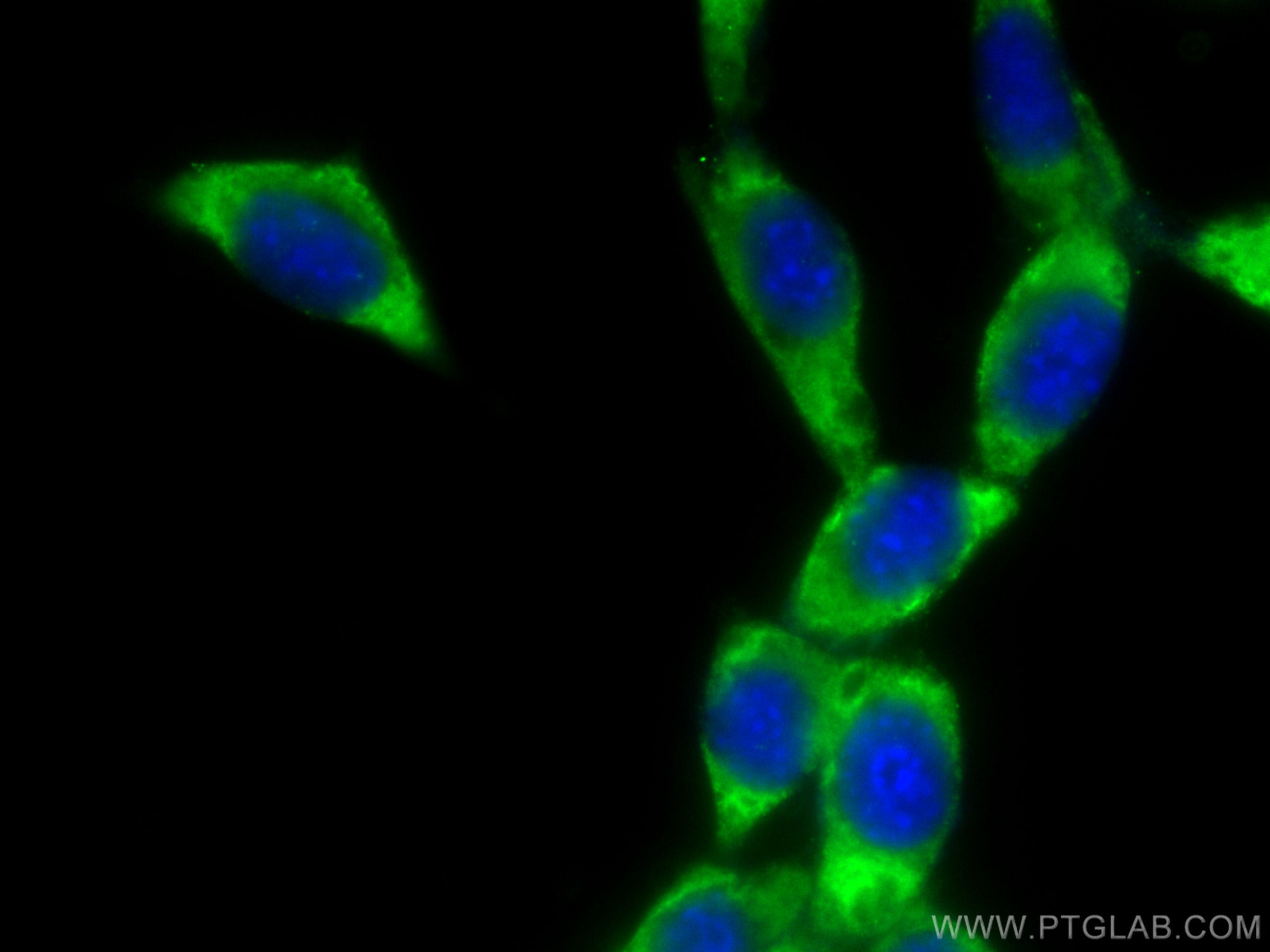 Immunofluorescence (IF) / fluorescent staining of NIH/3T3 cells using CoraLite® Plus 488-conjugated DUSP22 Monoclonal an (CL488-68032)