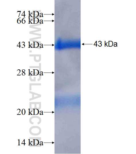 DUSP22 fusion protein Ag9734 SDS-PAGE