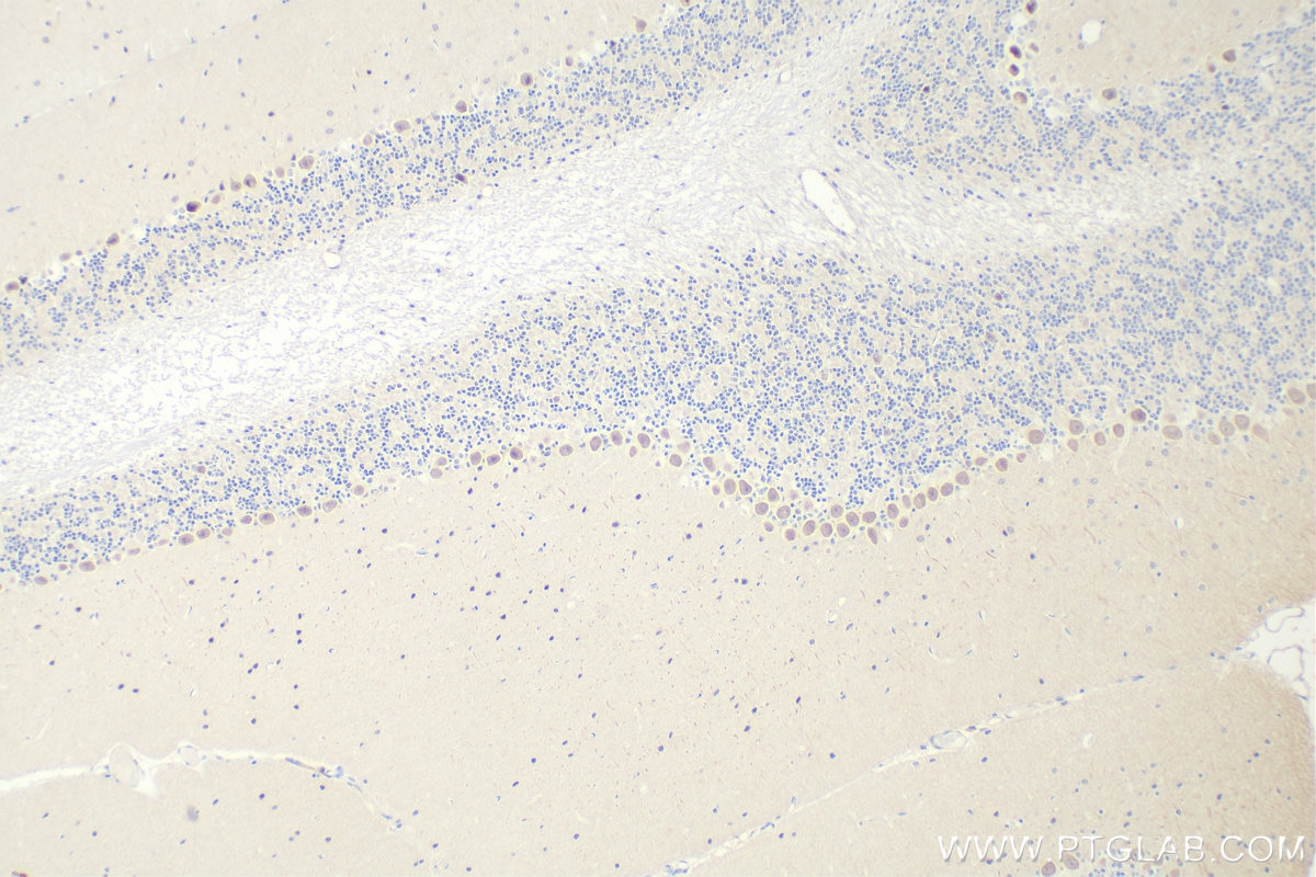 Immunohistochemistry (IHC) staining of mouse cerebellum tissue using DUSP23 Polyclonal antibody (15766-1-AP)