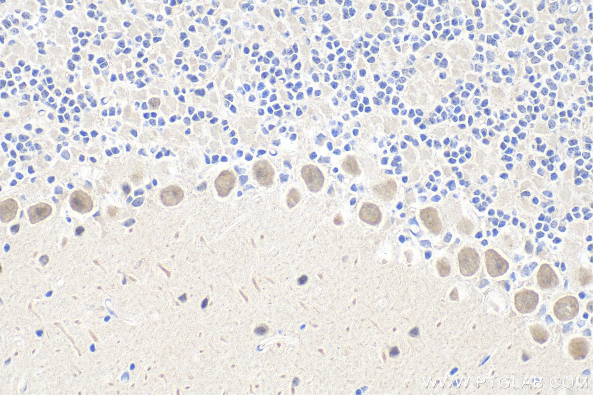 Immunohistochemistry (IHC) staining of mouse cerebellum tissue using DUSP23 Polyclonal antibody (15766-1-AP)