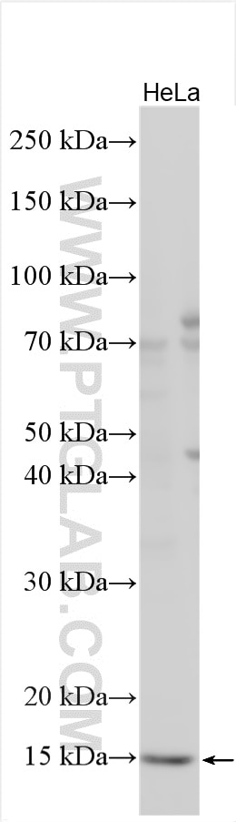 Western Blot (WB) analysis of various lysates using DUSP23 Polyclonal antibody (15766-1-AP)