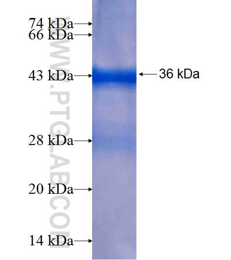 DUSP23 fusion protein Ag8402 SDS-PAGE