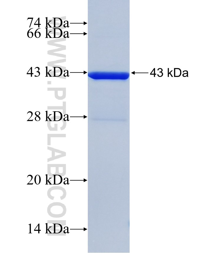 DUSP23 fusion protein Ag8402 SDS-PAGE