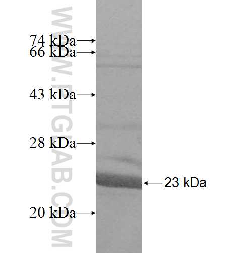 DUSP23 fusion protein Ag8419 SDS-PAGE