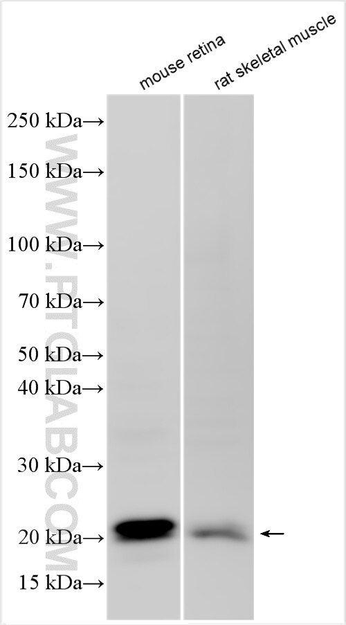 Various lysates were subjected to SDS PAGE followed by western blot with 15568-1-AP (DUSP26 antibody) at dilution of 1:500 incubated at room temperature for 1.5 hours. Western Blot (WB) analysis of various lysates using DUSP26 Polyclonal antibody (15568-1-AP)