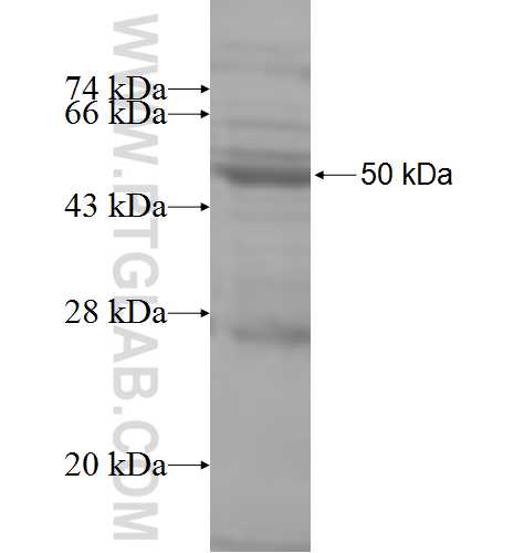 DUSP26 fusion protein Ag7831 SDS-PAGE