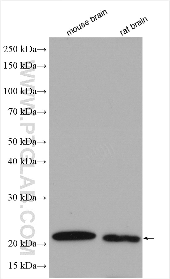 Western Blot (WB) analysis of various lysates using DUSP3 Polyclonal antibody (28284-1-AP)