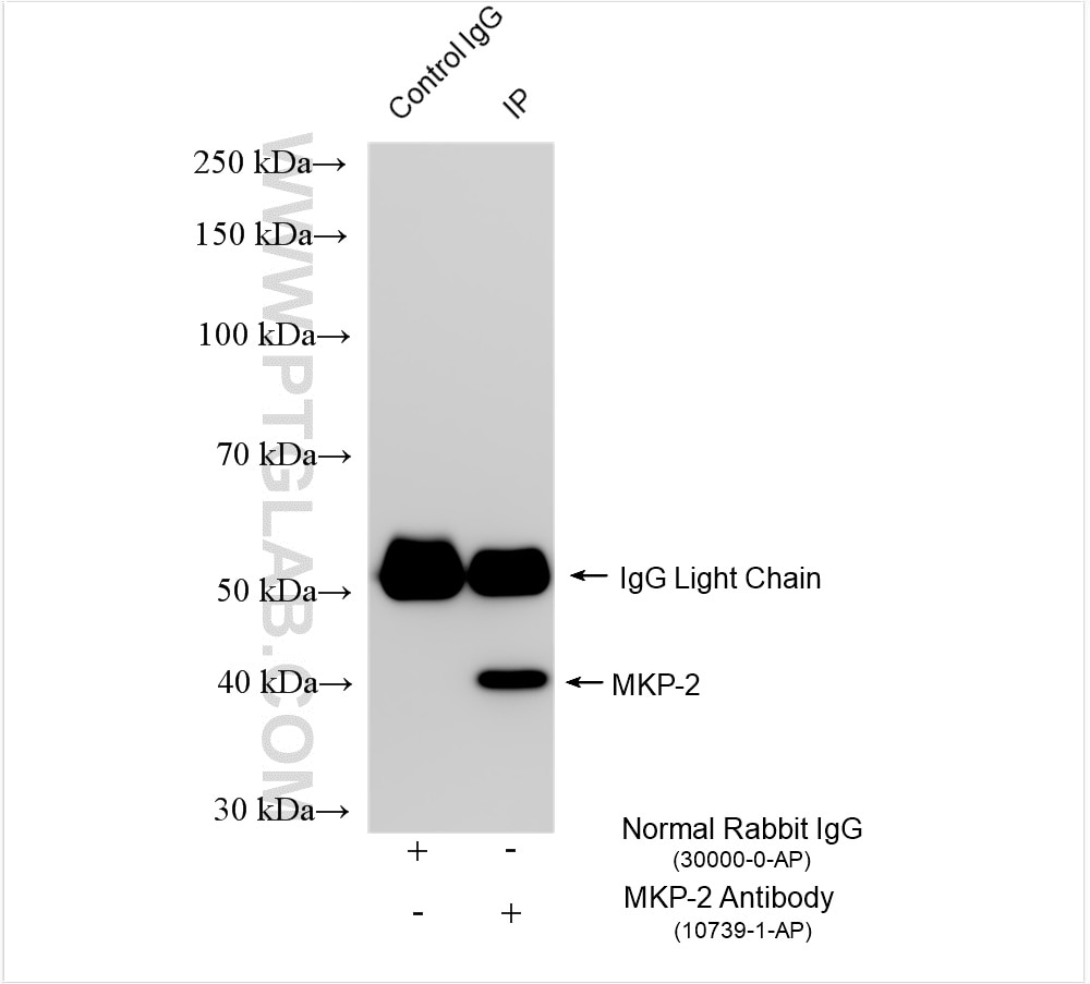 Immunoprecipitation (IP) experiment of MDA-MB-231 cells using MKP-2/DUSP4 Polyclonal antibody (10739-1-AP)